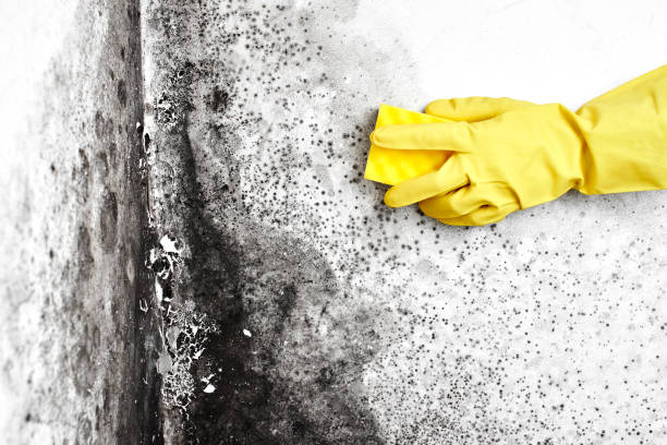Best Mold Remediation  in Newark, TX