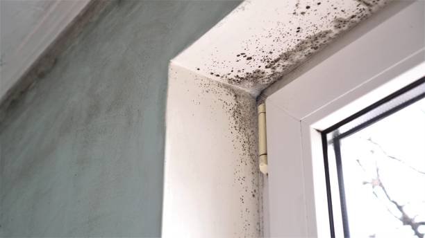 Reliable Newark, TX Mold Removal Solutions