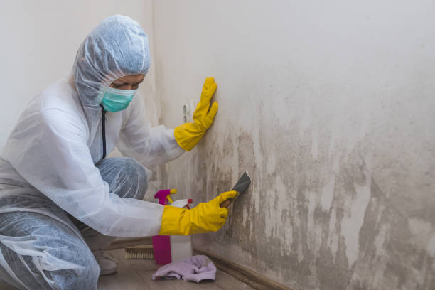 Best Black Mold Removal  in Newark, TX