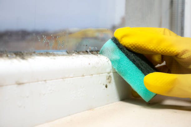 Best Home Mold Removal  in Newark, TX