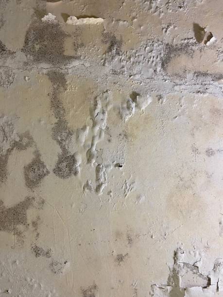 Best Mold Removal Company Near Me  in Newark, TX