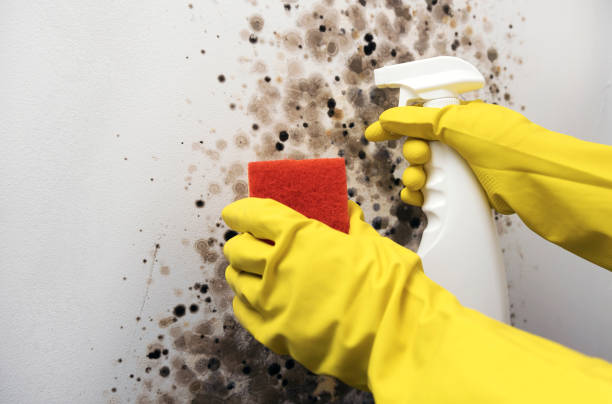 Best Crawl Space Mold Removal  in Newark, TX