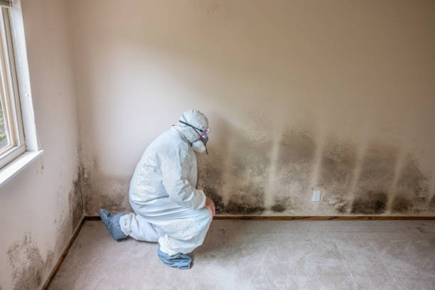 Best Mold Remediation  in Newark, TX