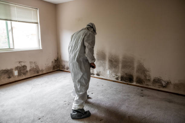 Best Mold Damage Repair  in Newark, TX